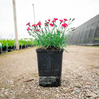 DIANTHUS, RED, ROUGE, #1