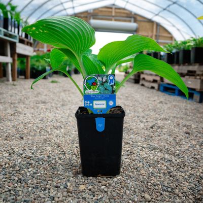 HOSTA, BLUE ANGEL, #1