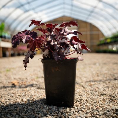 CORAL BELLS, FOREVER PURPLE, #1
