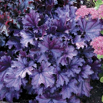 CORAL BELLS, FOREVER PURPLE, #1