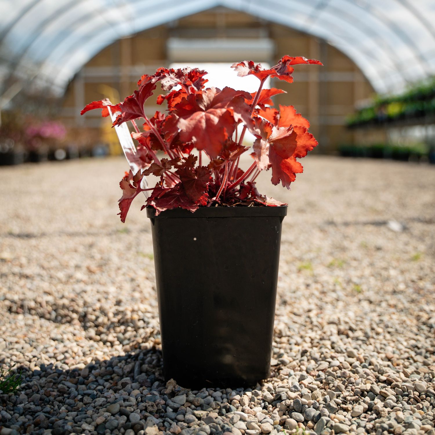 CORAL BELLS, FOREVER RED, #1