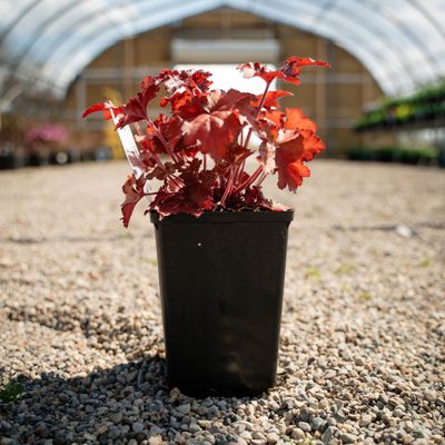 CORAL BELLS, FOREVER RED, #1