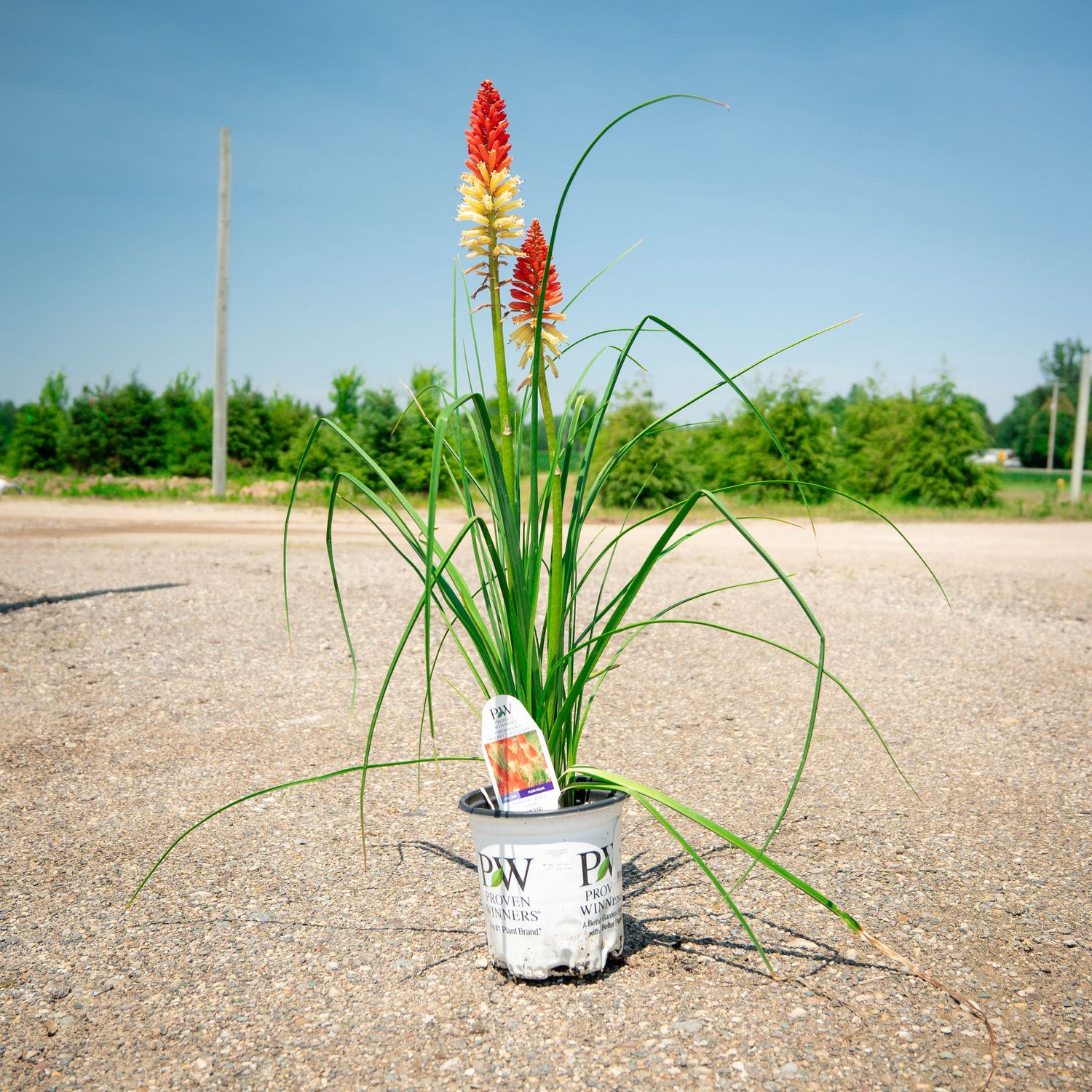 ALCAZAR, TORCH LILY, KNIPHOFIA, #1