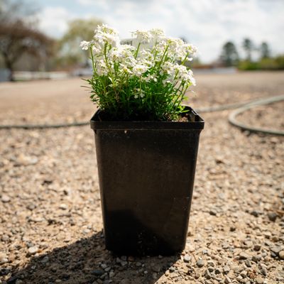 IBERIS, CANDYTUFT, SNOW CONE, #1