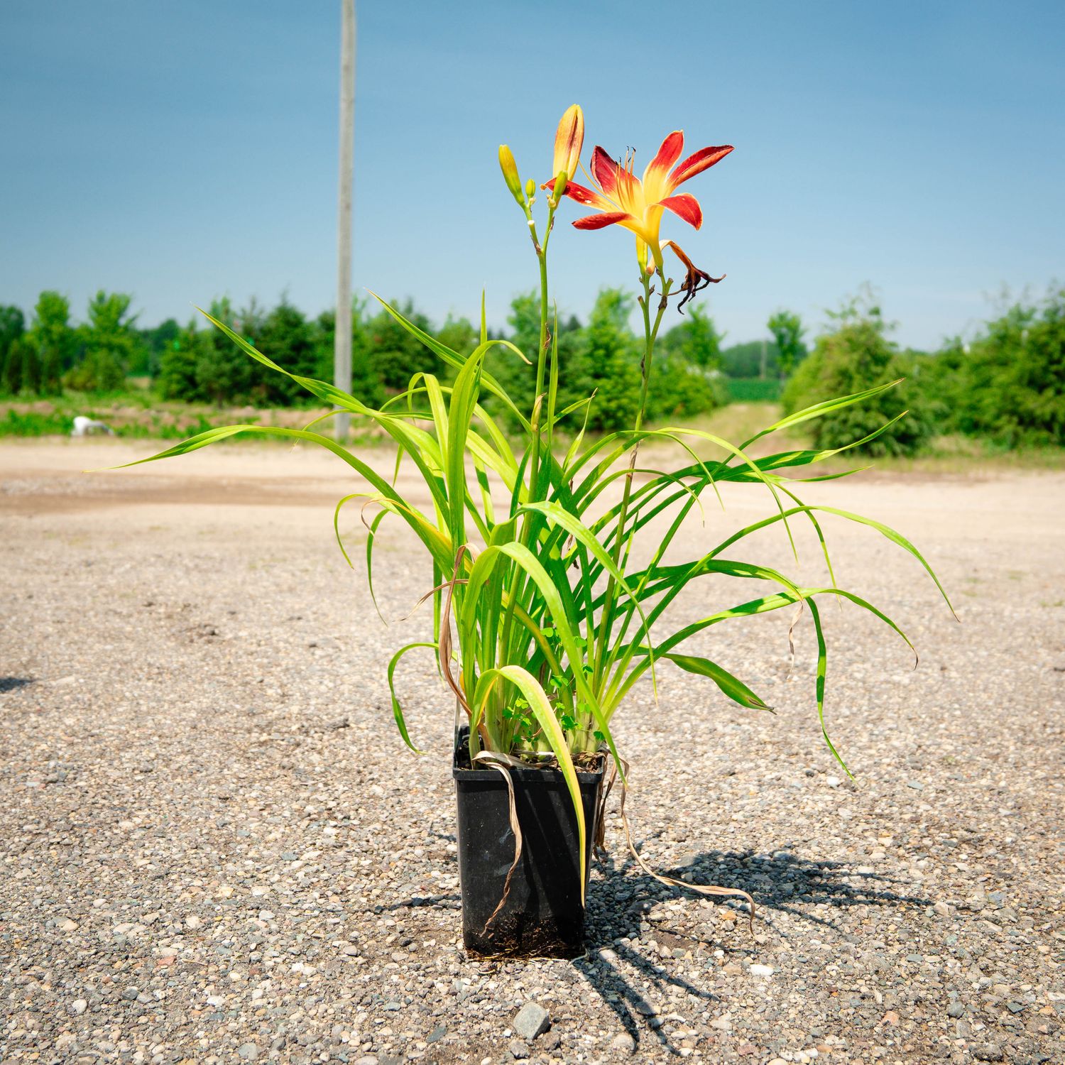 DAYLILY, RUBY SPIDER, #1