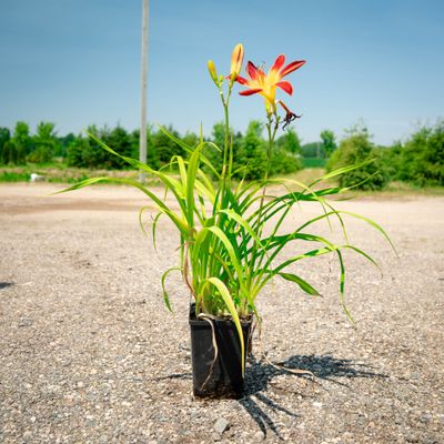 DAYLILY, RUBY SPIDER, #1