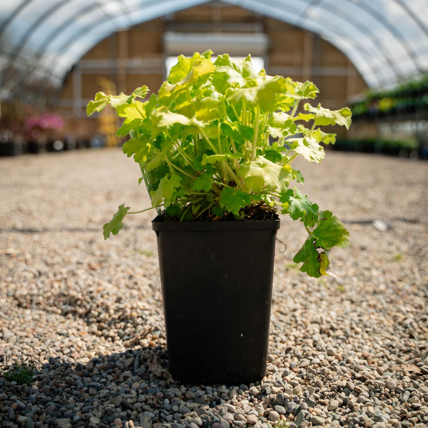 CORAL BELLS, LEMON LOVE, #1