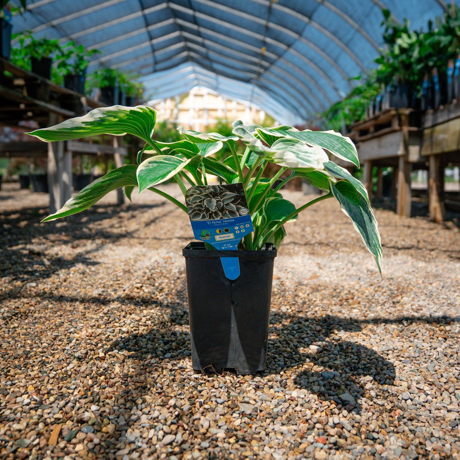HOSTA, EL NINO, #1