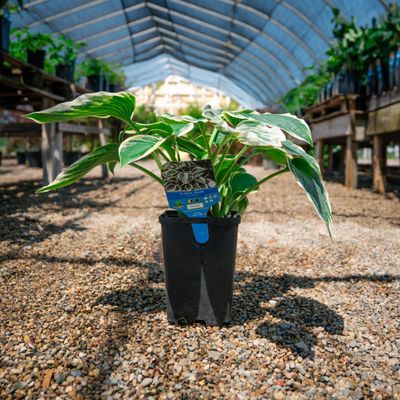 HOSTA, EL NINO, #1