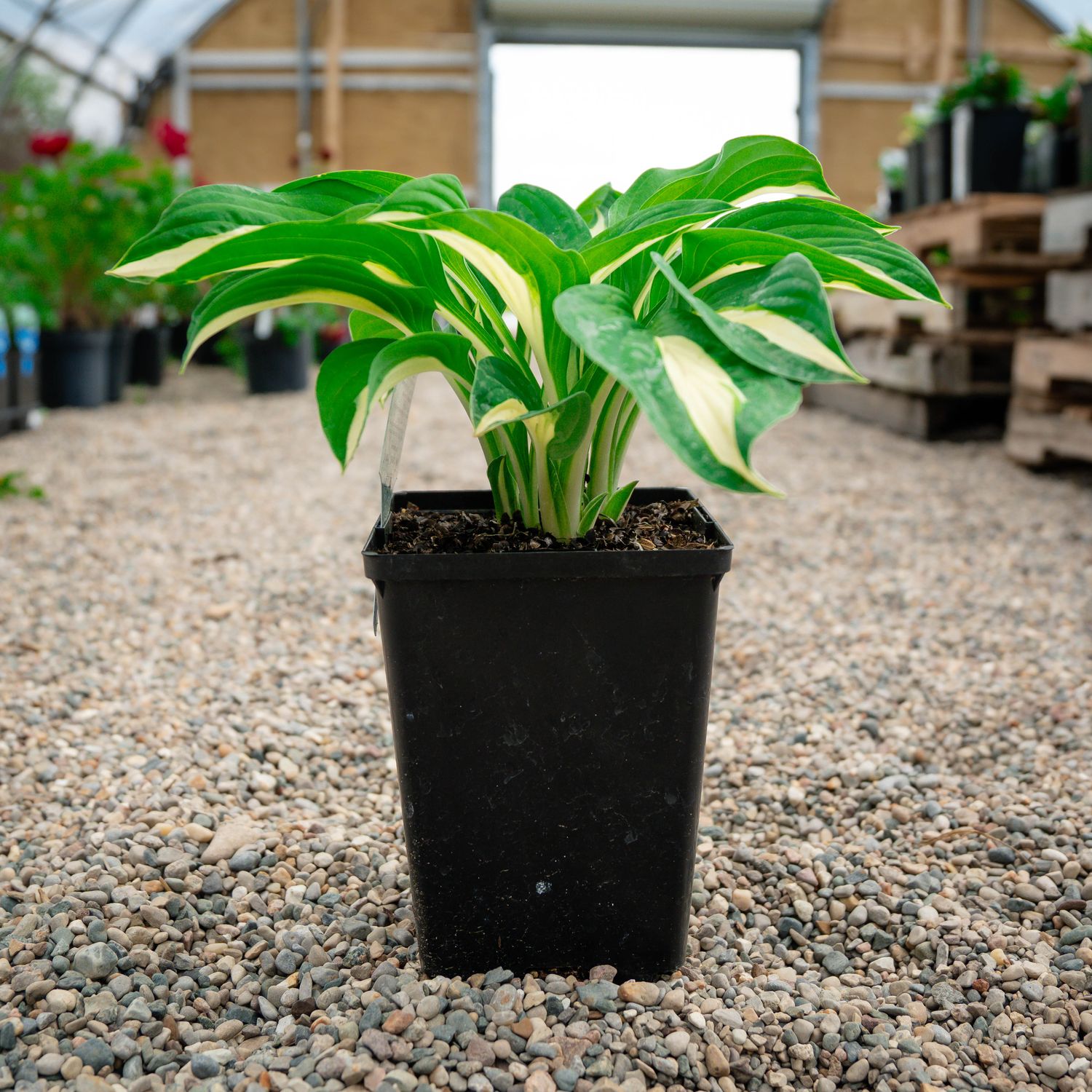 HOSTA, RISKY BUSINESS, #1