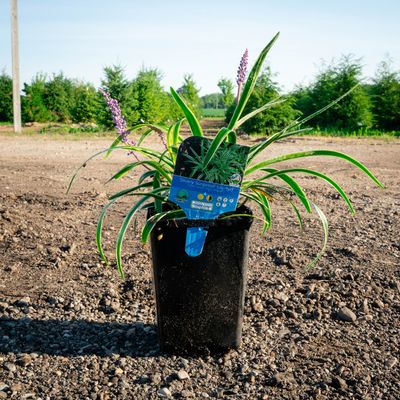 LIRIOPE, SILVERY SUNPROOF, #1
