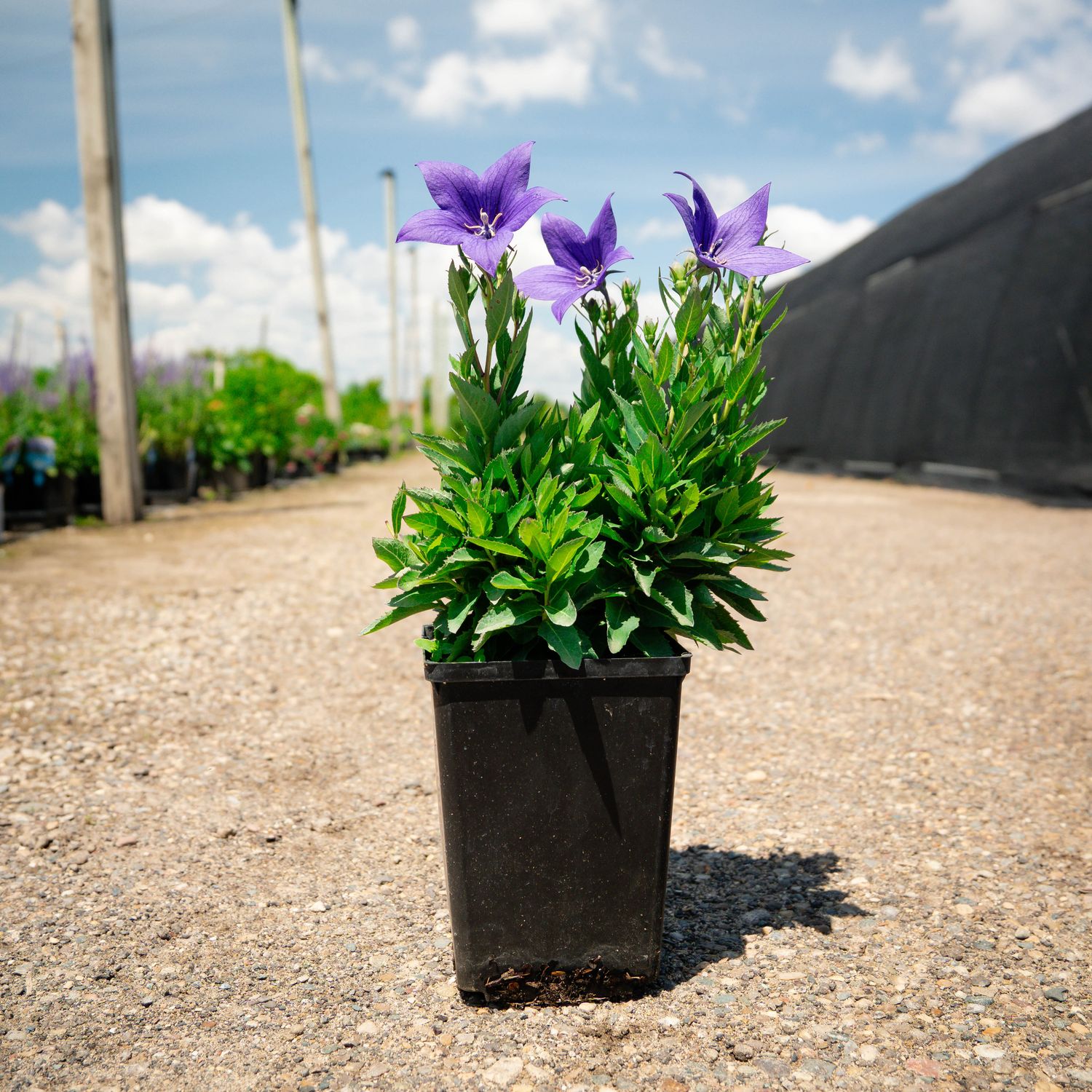 BALLOON FLOWER, POP STAR BLUE,#1