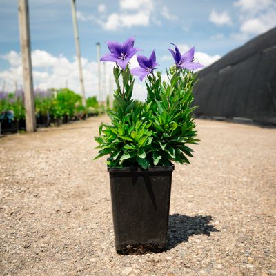 BALLOON FLOWER, POP STAR BLUE,#1