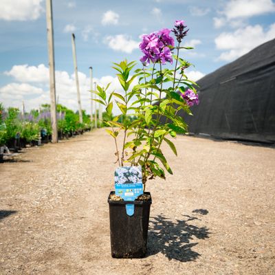 GARDEN PHLOX, BLUE PARADISE, #1