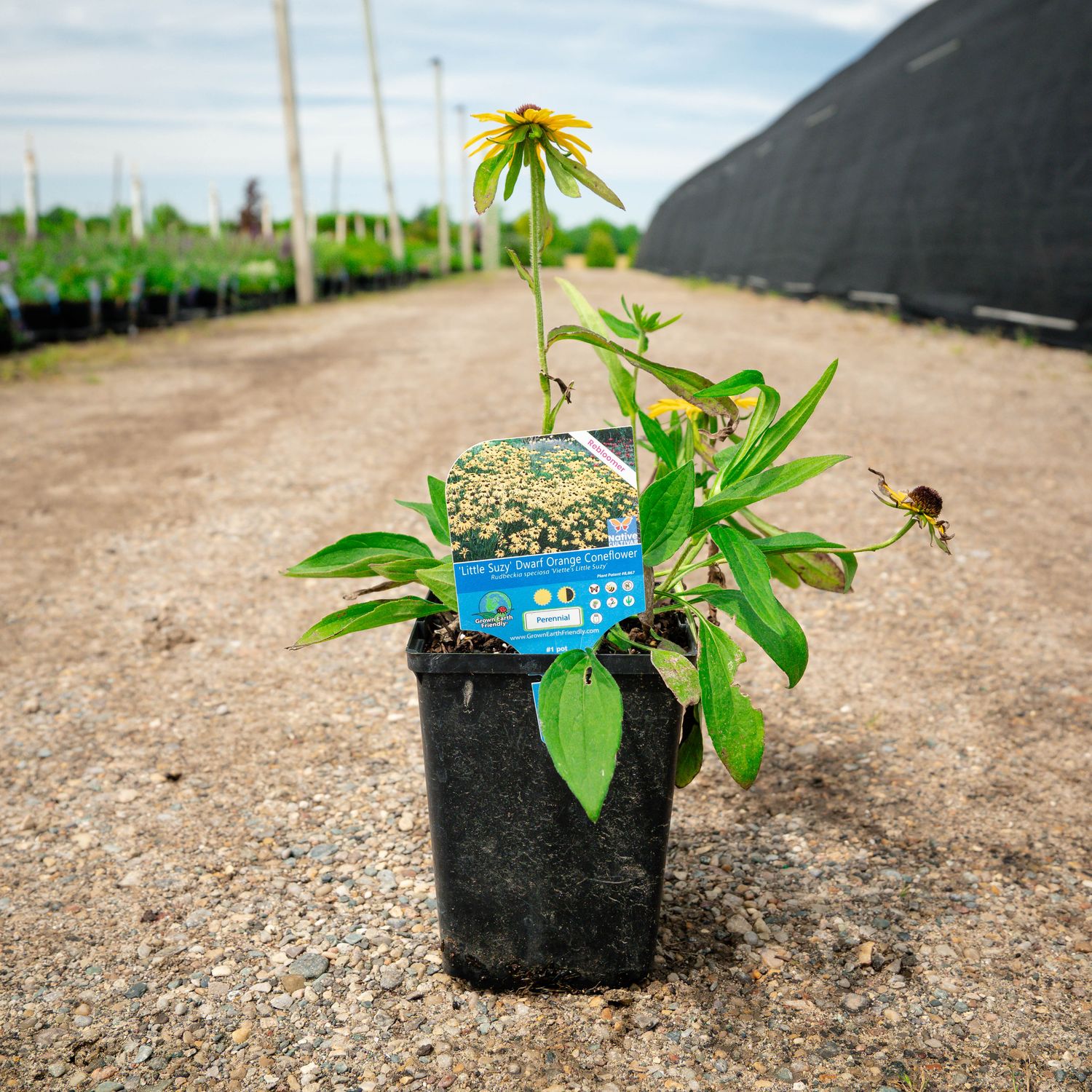 RUDBECKIA, LITTLE SUZY, #1