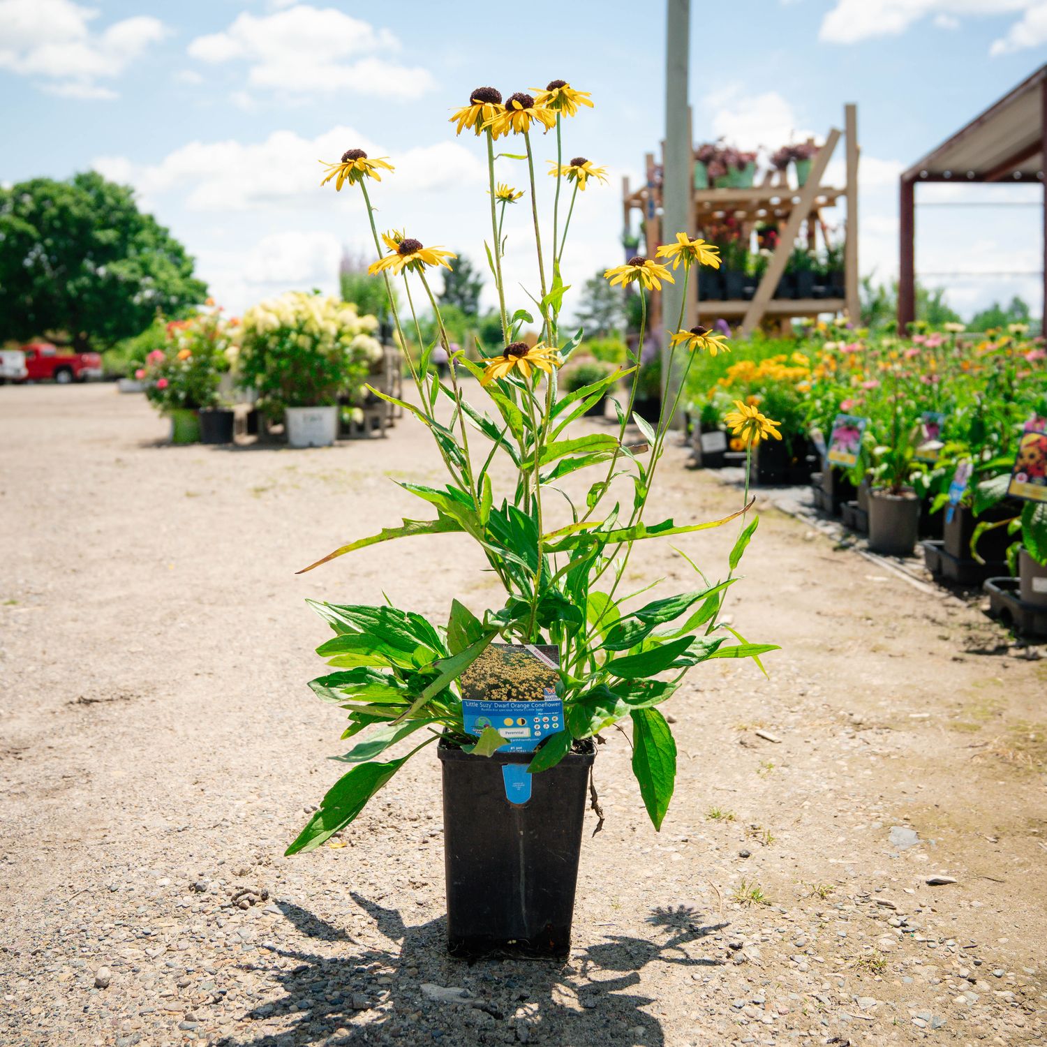LITTLE SUZY, DWARF CONEFLOWER #1