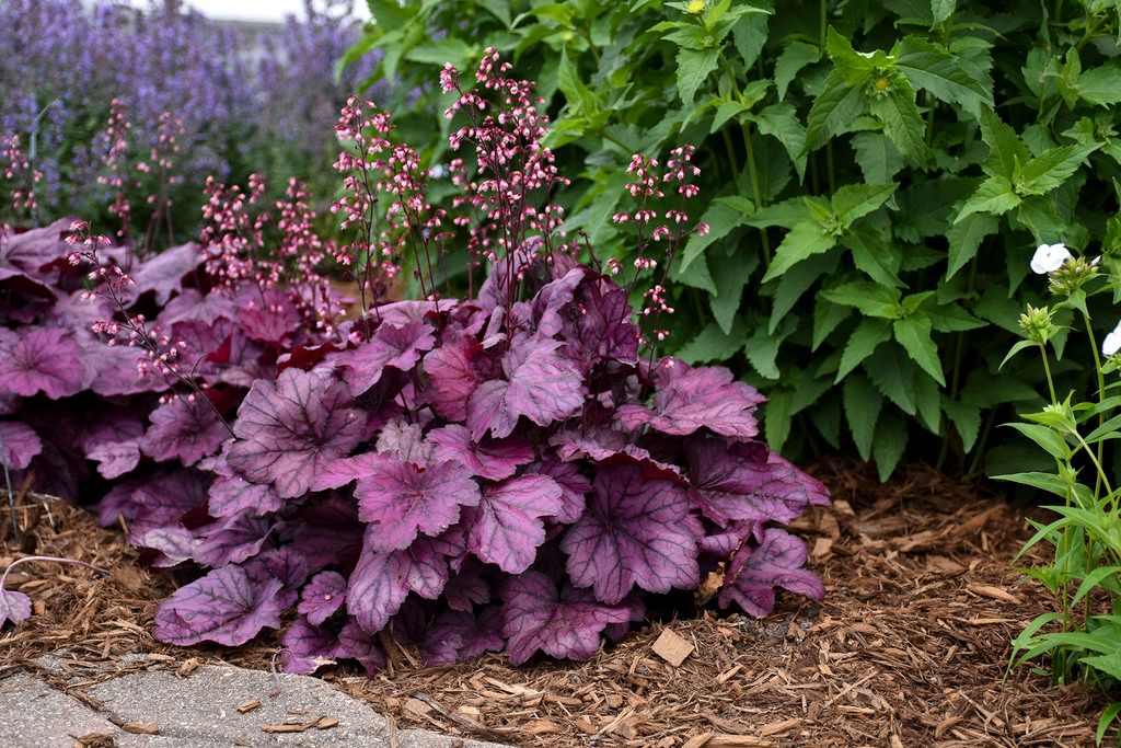 CORAL BELLS, MIDNIGHT ROSE #1