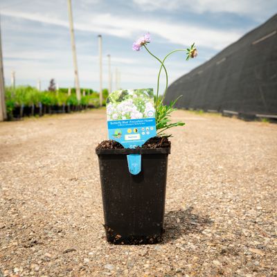 SCABIOSA, BUTTERFLY BLUE, #1