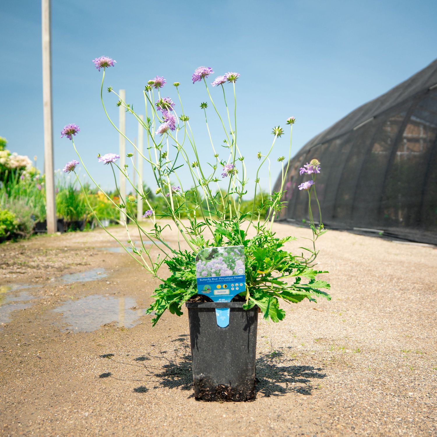 SCABIOSA, BUTTERFLY BLUE, #1