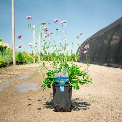 SCABIOSA, BUTTERFLY BLUE, #1