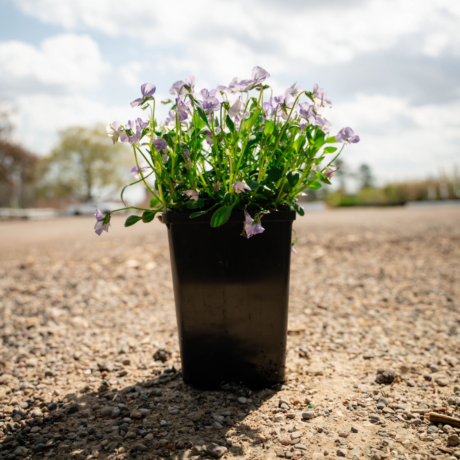 VIOLA, COLUMBINE, #1