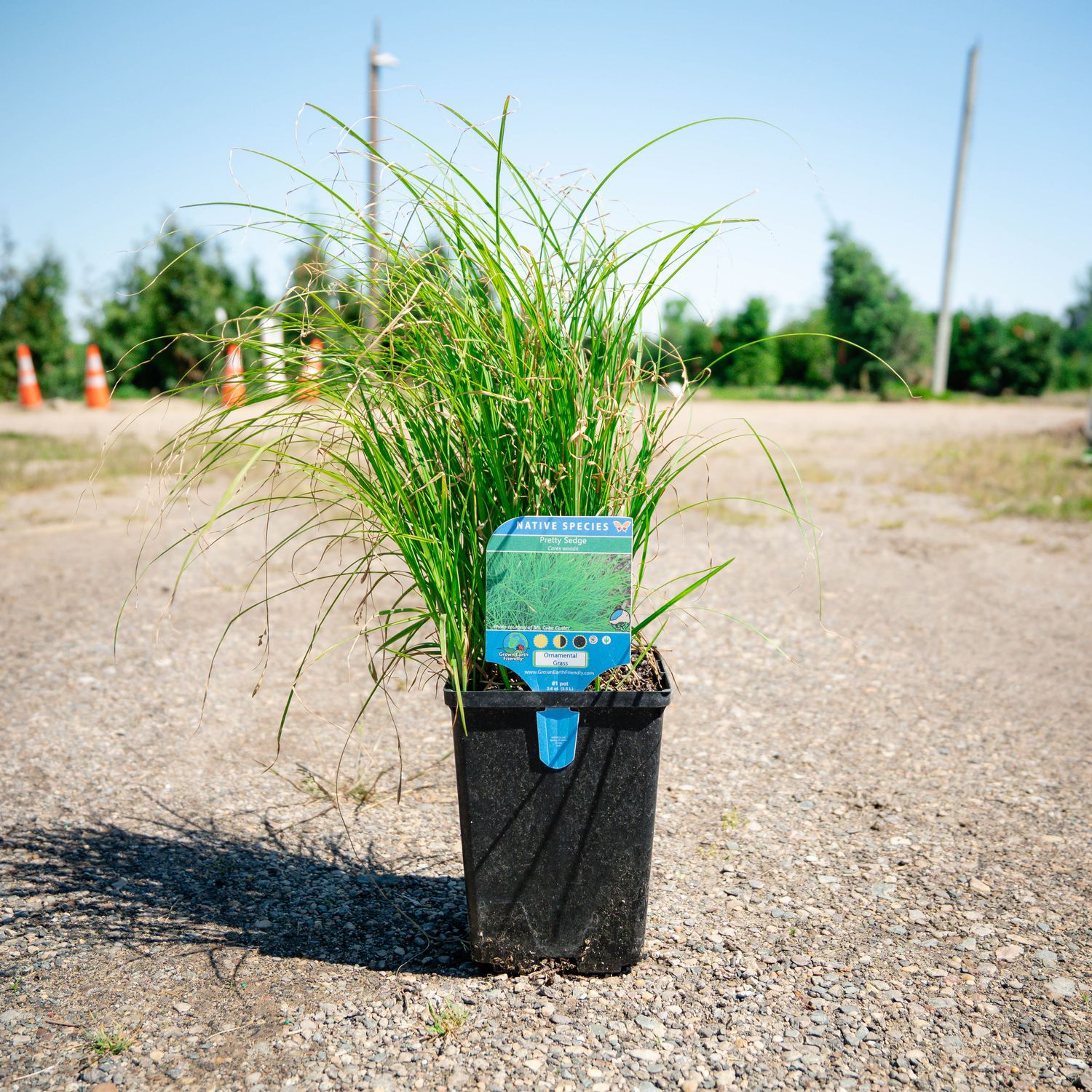 CAREX (SEDGE), WOOD'S SEDGE, #1