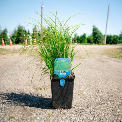 CAREX (SEDGE), WOOD'S SEDGE, #1