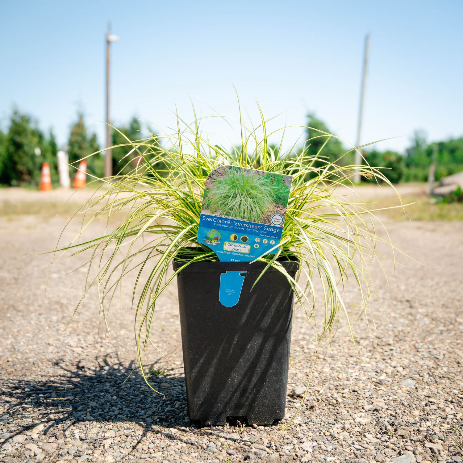 CAREX (SEDGE), EVERSHEEN, #1