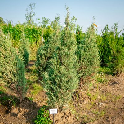JUNIPER, SKYROCKET, 5' BB