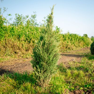 JUNIPER, TAYLOR, 5' BB
