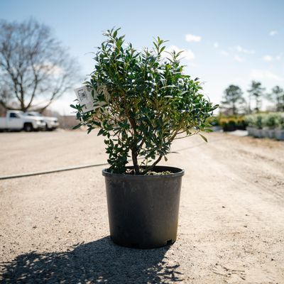 HOLLY (ILEX), SHAMROCK, #3