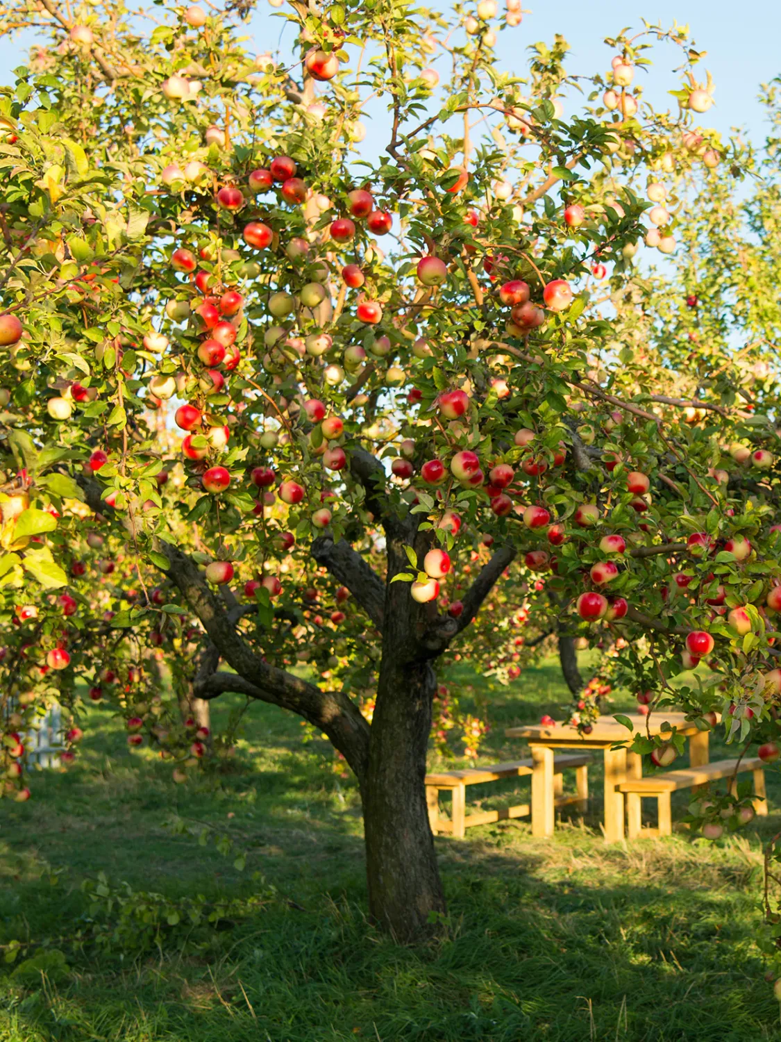 APPLE, BRAEBURN, #7