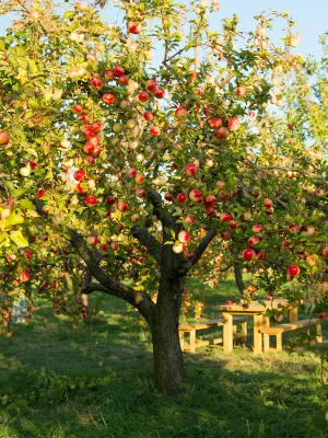APPLE, BRAEBURN, #7