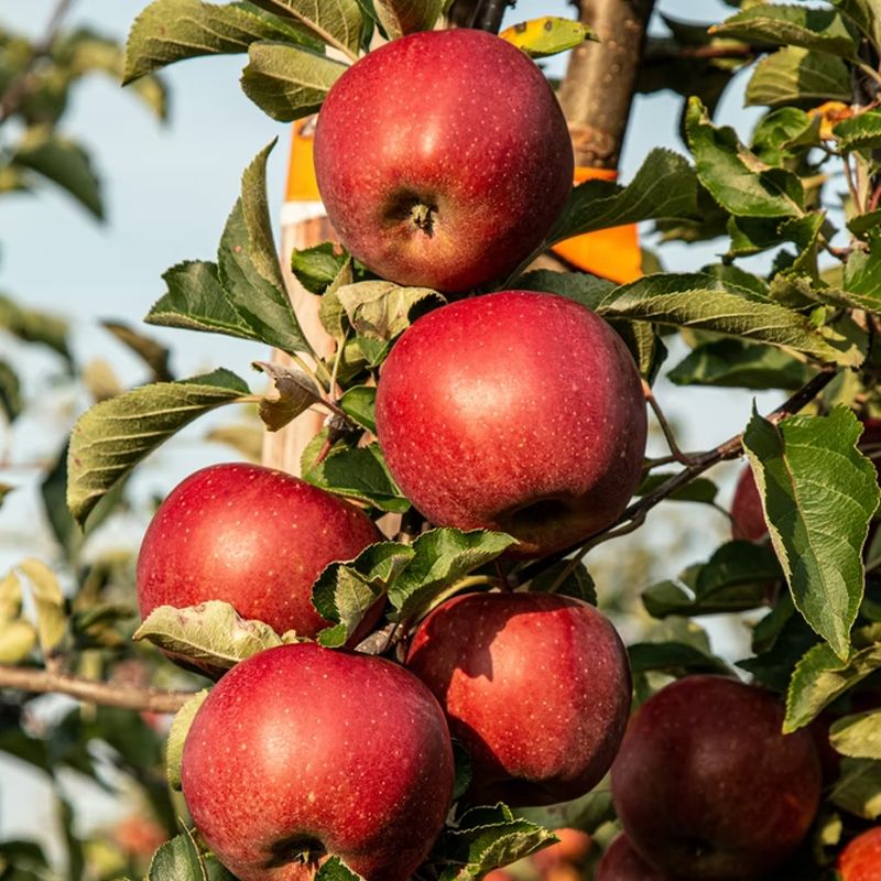 APPLE, HONEY CRISP, #7