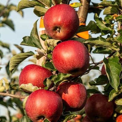 APPLE, HONEY CRISP, #7