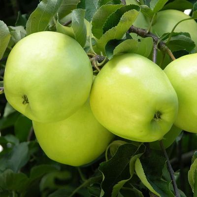 APPLE, GINGER GOLD, #7