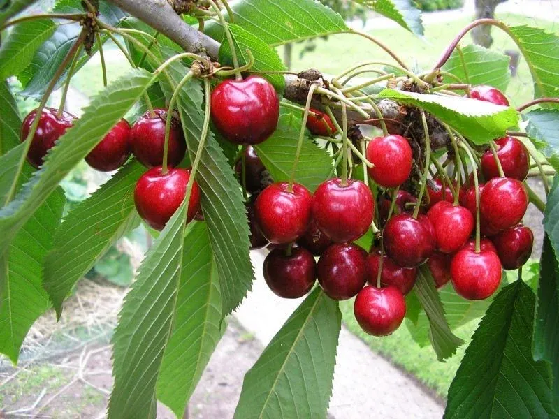 CHERRY, BING, DWARF, #7
