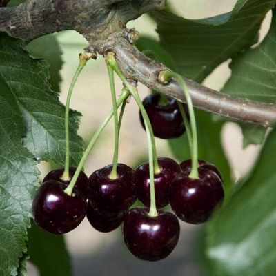 CHERRY, BLACK TARTARIAN, DWF., #7