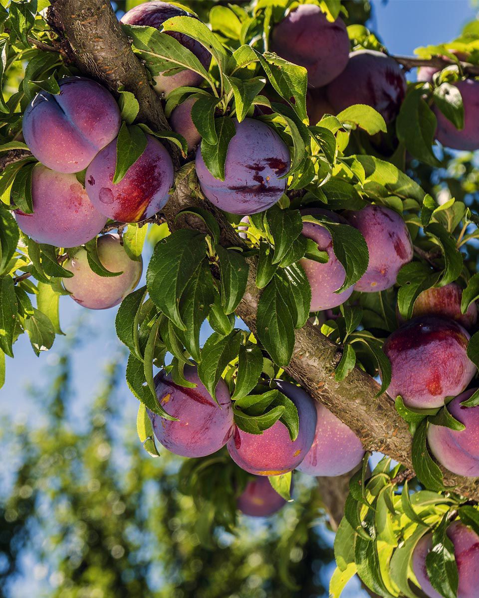 PLUM, SANTA ROSA, #7