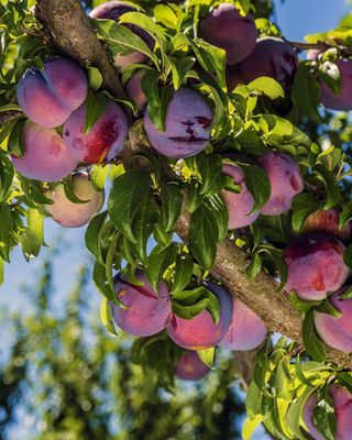PLUM, SANTA ROSA, #7
