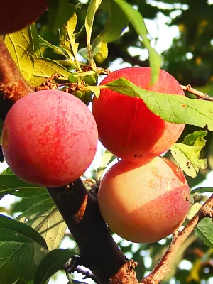 PLUM, BURBANK, #7
