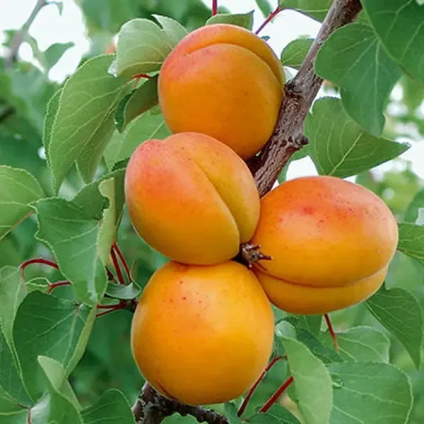 APRICOT, CH. MORMON, #10