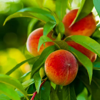 PEACH, BONANZA, #10