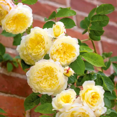 ROSE, CLIMBING YELLOW, #3