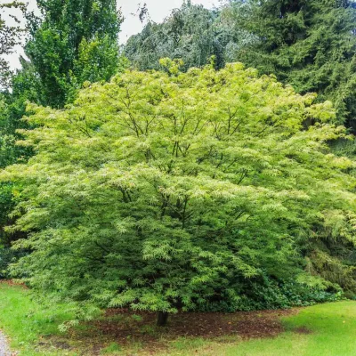 JAPANESE MAPLE, GREEN, MS, 28"BOX