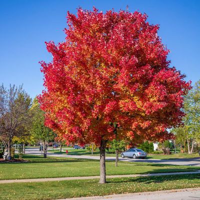 MAPLE, RED SUNSET, #10