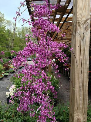 REDBUD, LAVENDER TWIST, #7