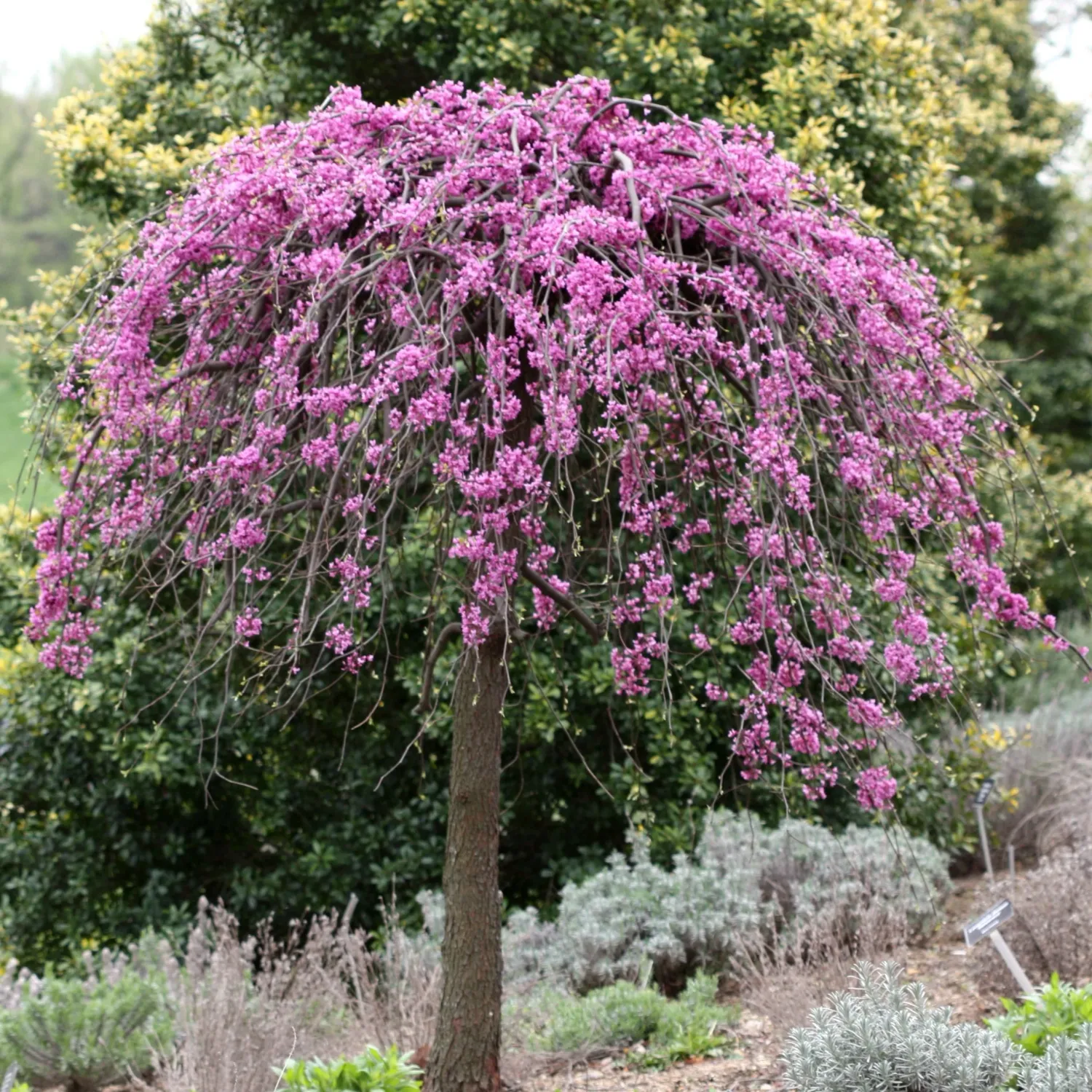 REDBUD, LAVENDER TWIST, #7