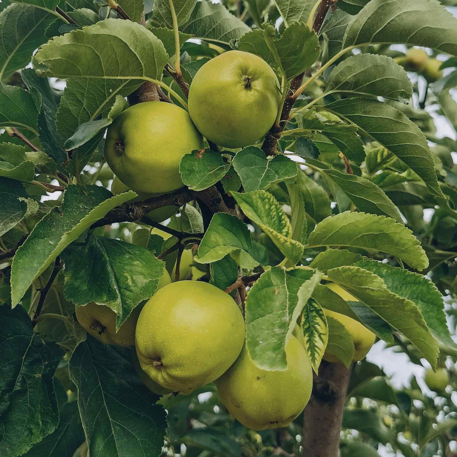 APPLE, GRANNY SMITH, #7