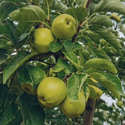 APPLE, GRANNY SMITH, #7